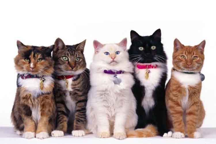 Detail Kucing Anggora Warna Orange Nomer 46