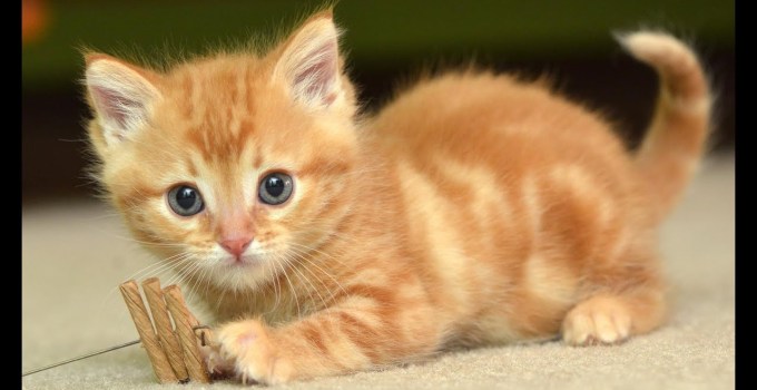Detail Kucing Anggora Warna Orange Nomer 8