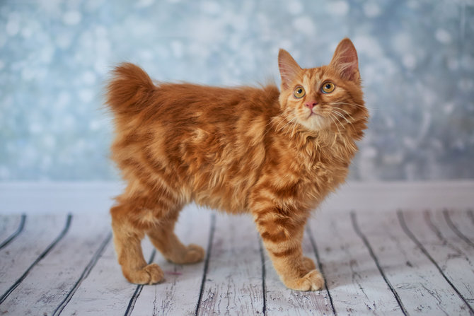 Detail Kucing Anggora Warna Orange Nomer 9