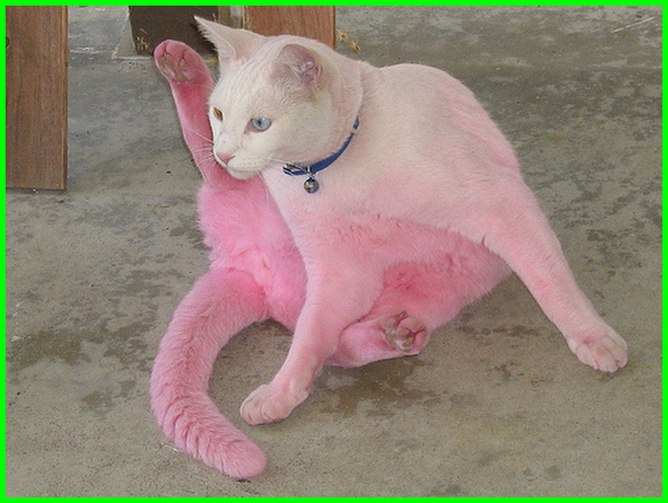 Detail Kucing Anggora Warna Pink Nomer 44