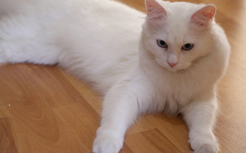 Detail Kucing Anggora Warna Putih Nomer 11