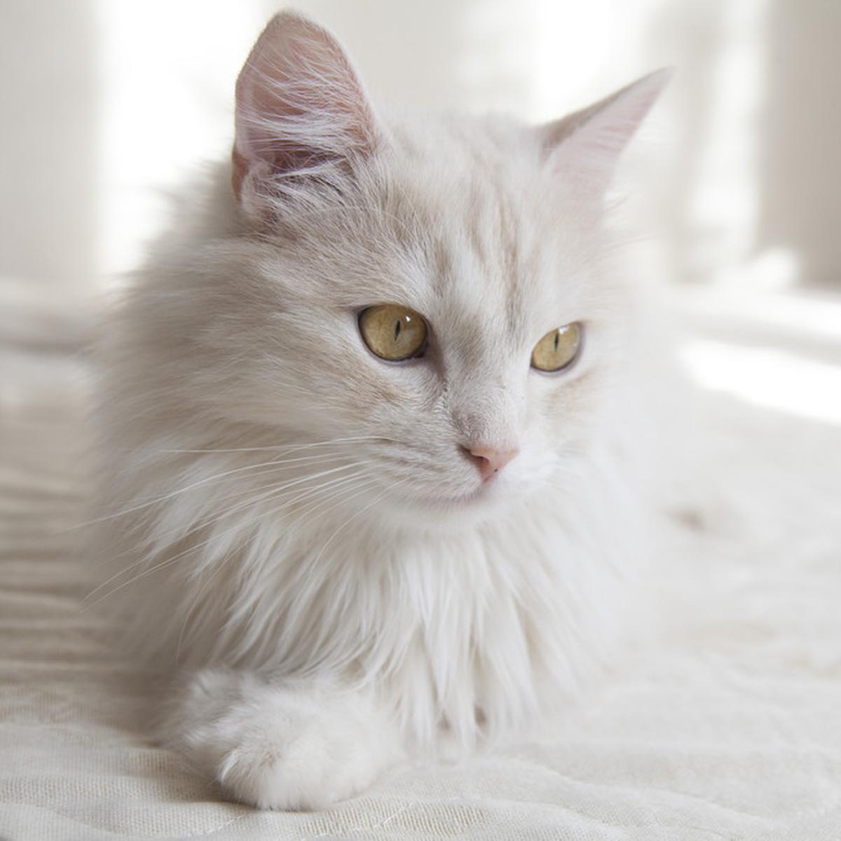 Detail Kucing Anggora Warna Putih Nomer 3