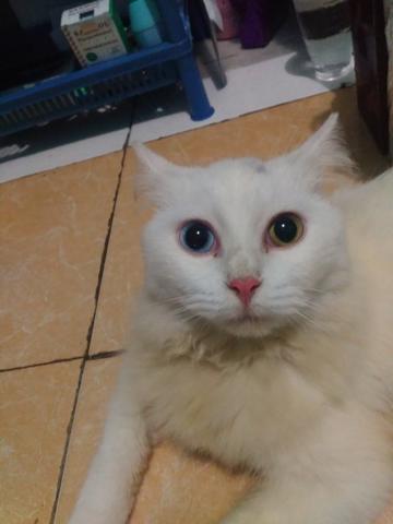 Detail Kucing Anggora Warna Putih Nomer 31
