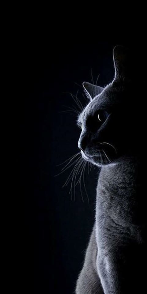 Kucing Background - KibrisPDR
