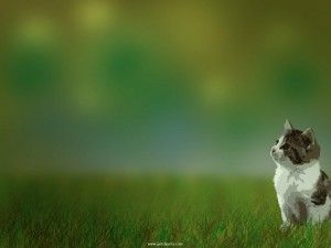 Detail Kucing Background Nomer 12