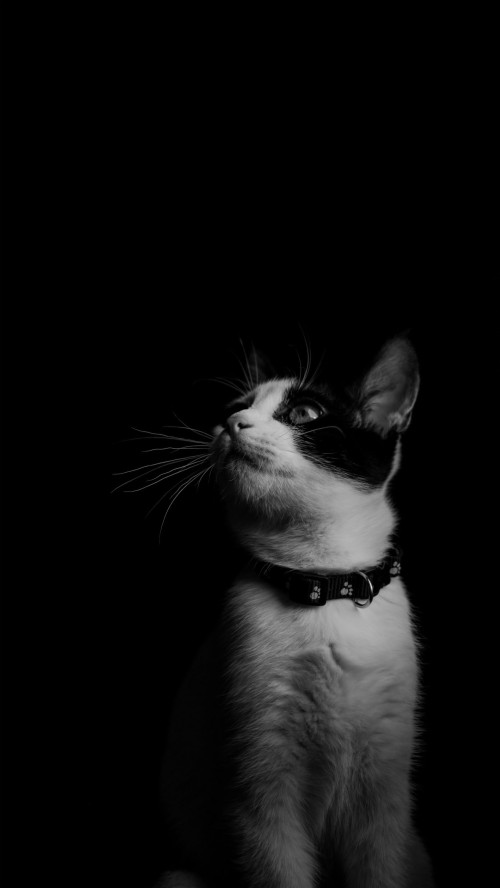 Detail Kucing Background Nomer 16