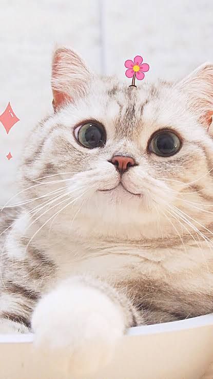 Detail Kucing Background Nomer 19