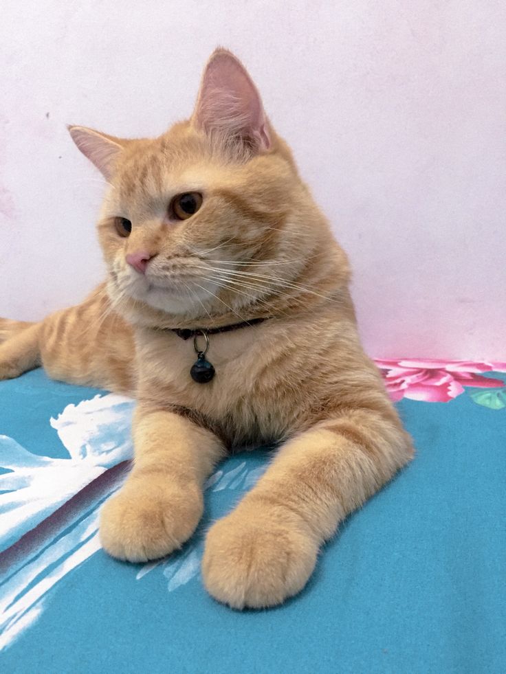 Detail Kucing Background Nomer 29