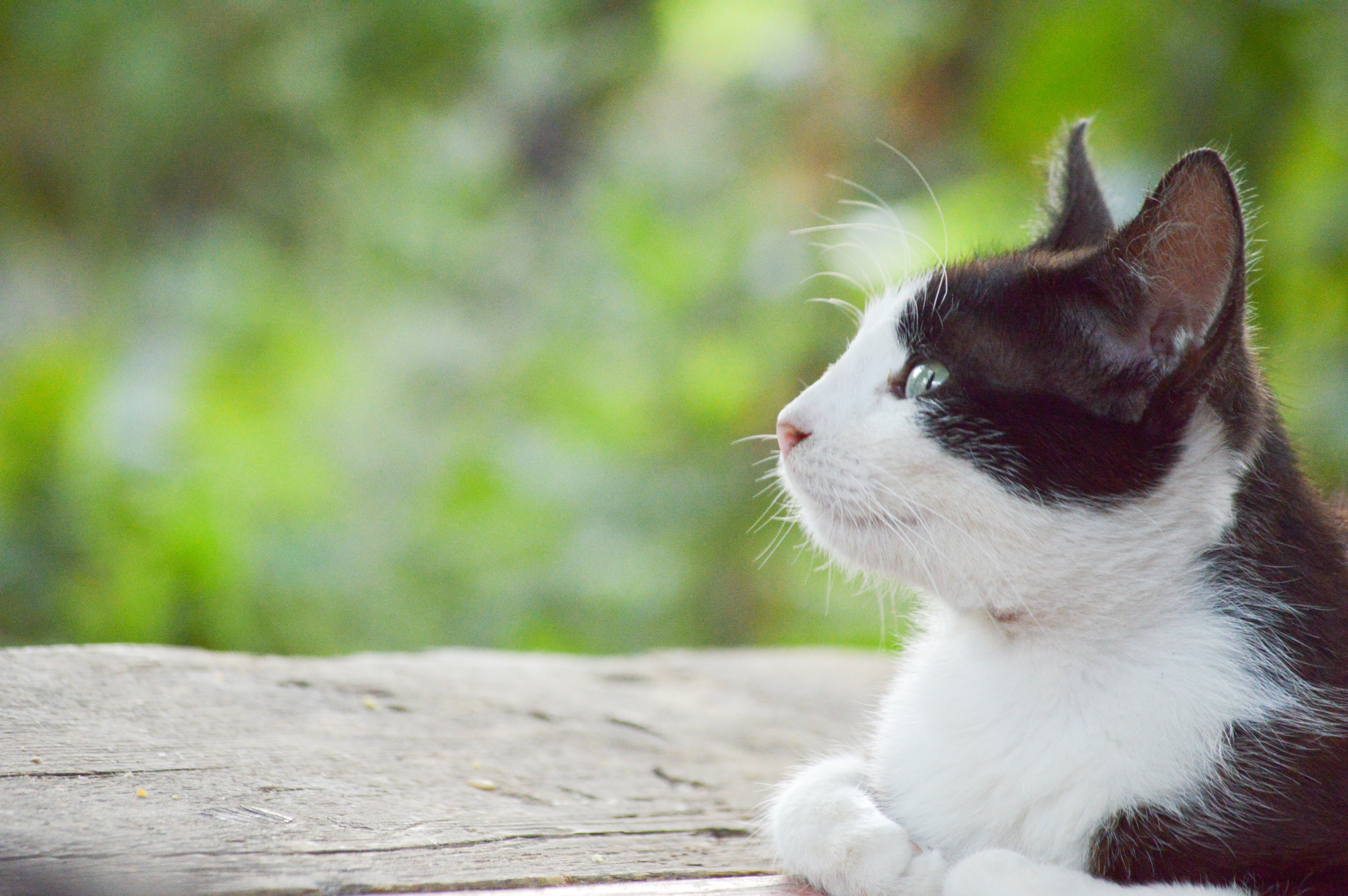 Detail Kucing Background Nomer 35