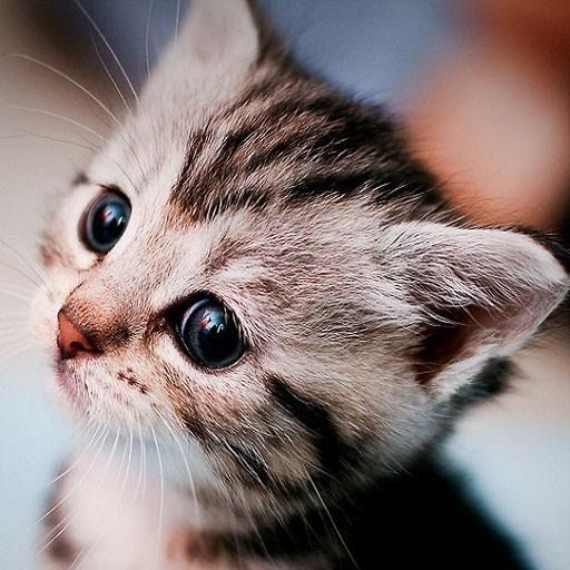 Detail Kucing Background Nomer 38