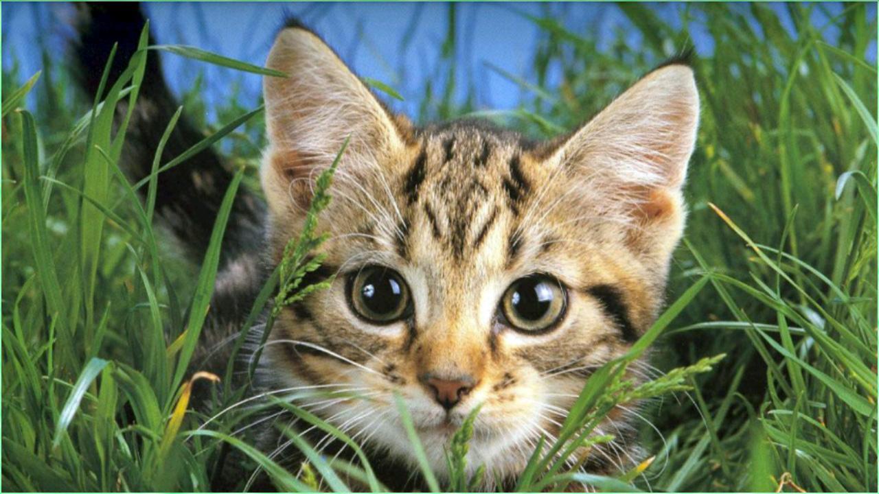 Detail Kucing Background Nomer 48