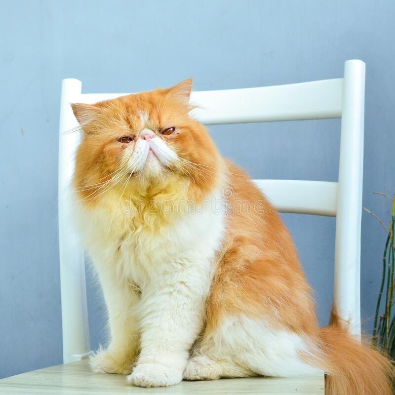 Detail Kucing Background Nomer 52