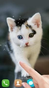Detail Kucing Background Nomer 7