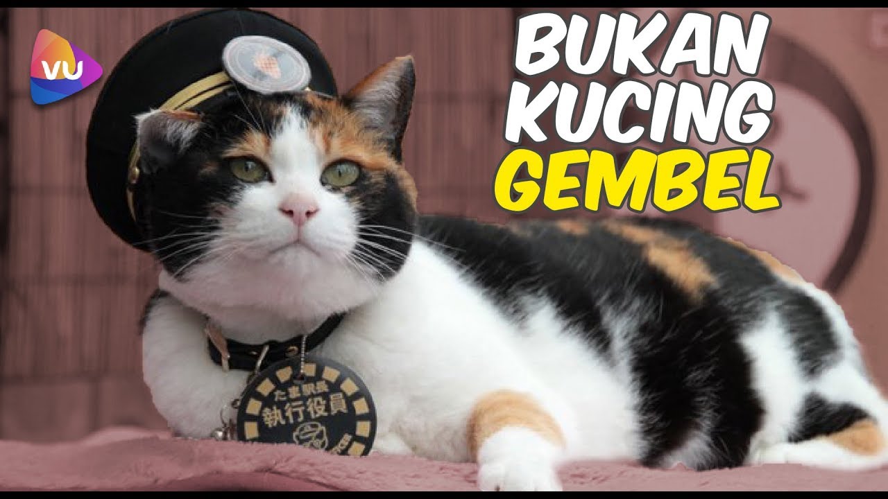 Detail Kucing Belang Belang Nomer 43