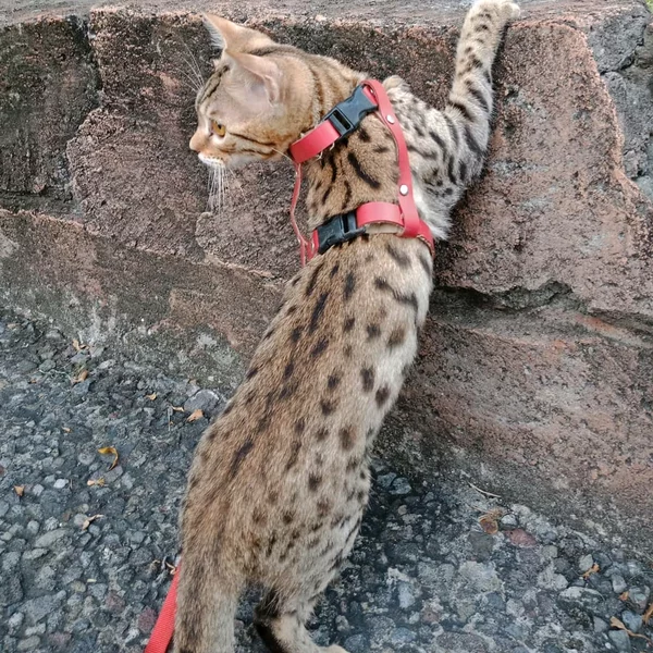 Detail Kucing Bengal Asli Nomer 53