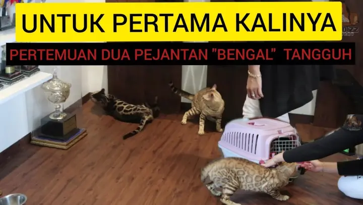 Detail Kucing Bengal Dewasa Nomer 30