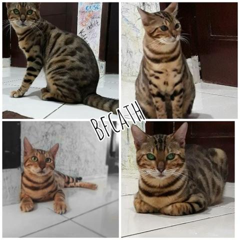 Detail Kucing Bengal Dewasa Nomer 49