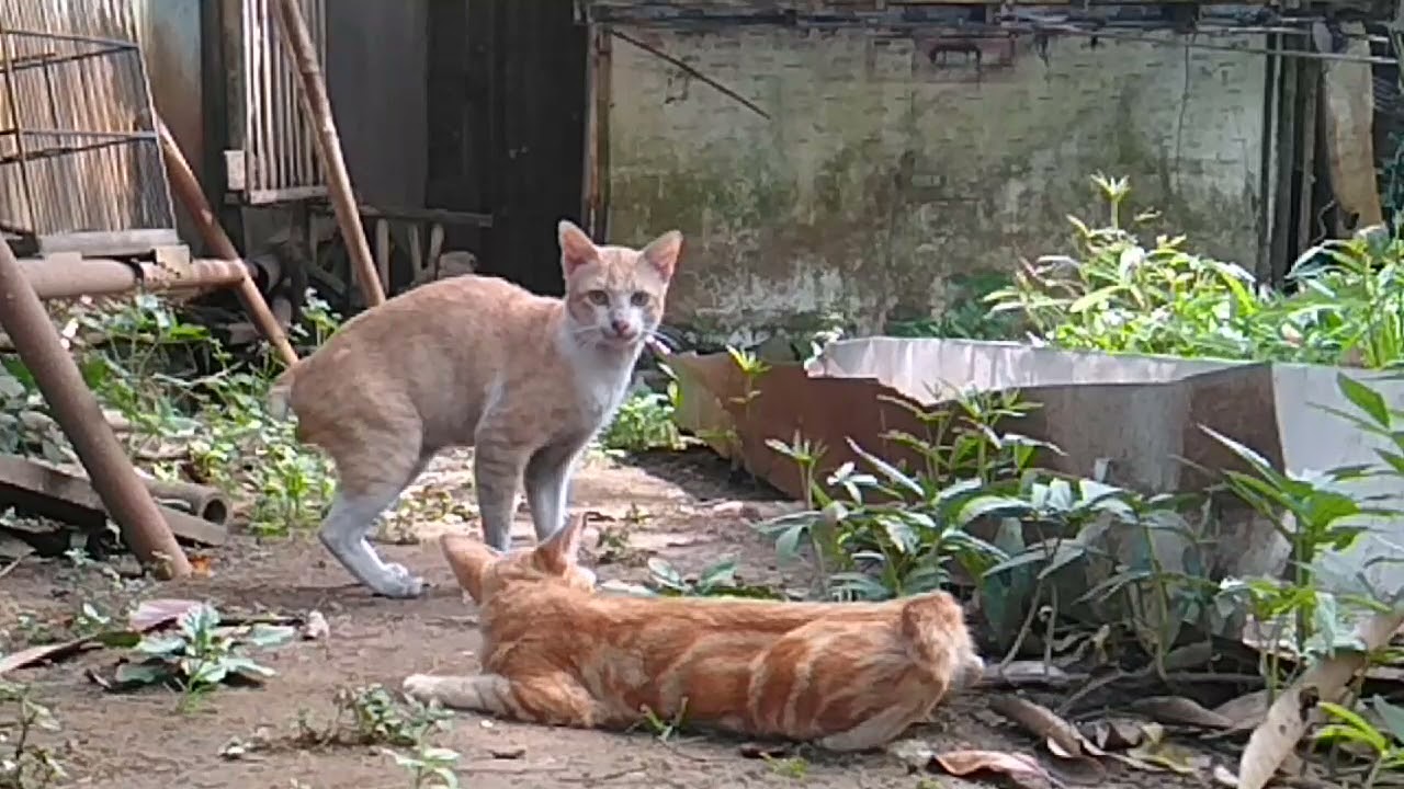 Detail Kucing Berkembang Biak Dengan Nomer 19