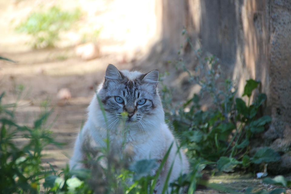 Detail Kucing Berkembang Biak Dengan Nomer 36