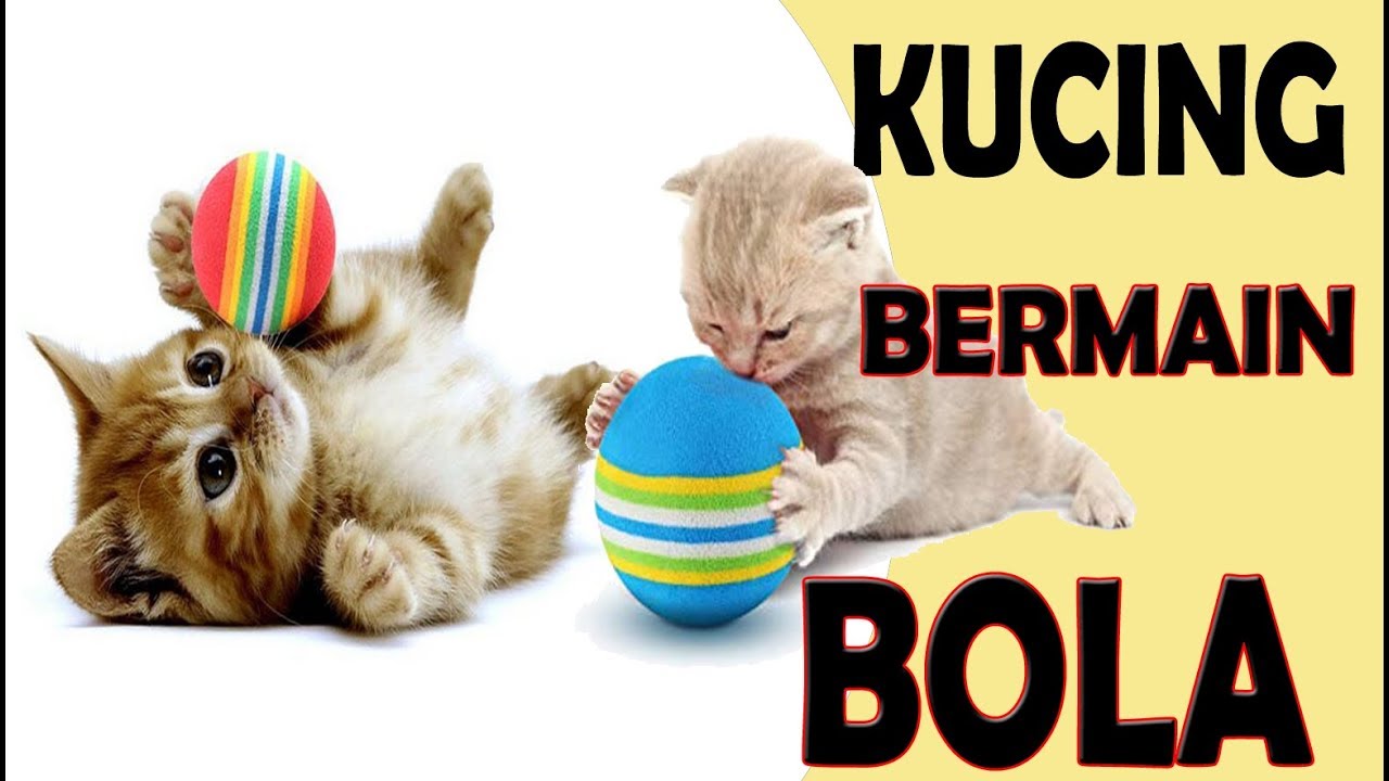 Kucing Bermain Bola - KibrisPDR