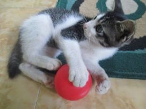 Detail Kucing Bermain Bola Nomer 2