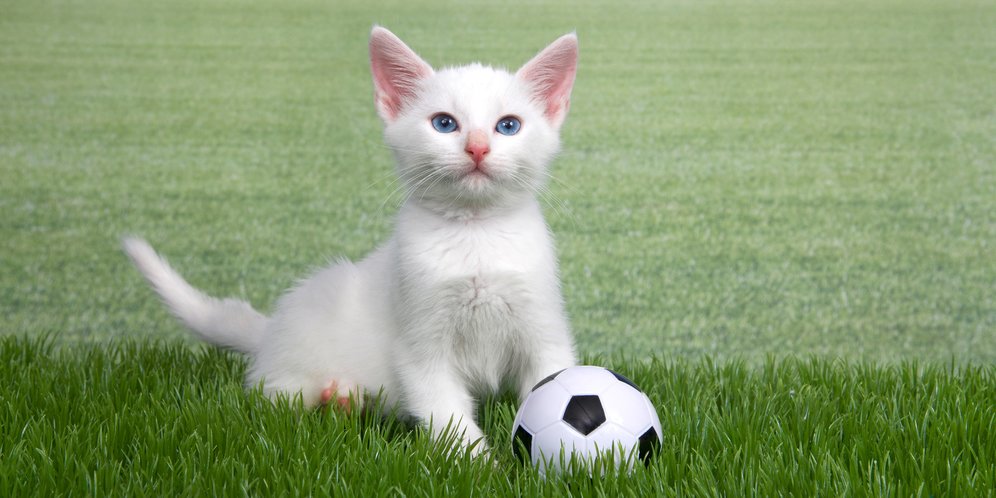 Detail Kucing Bermain Bola Nomer 17