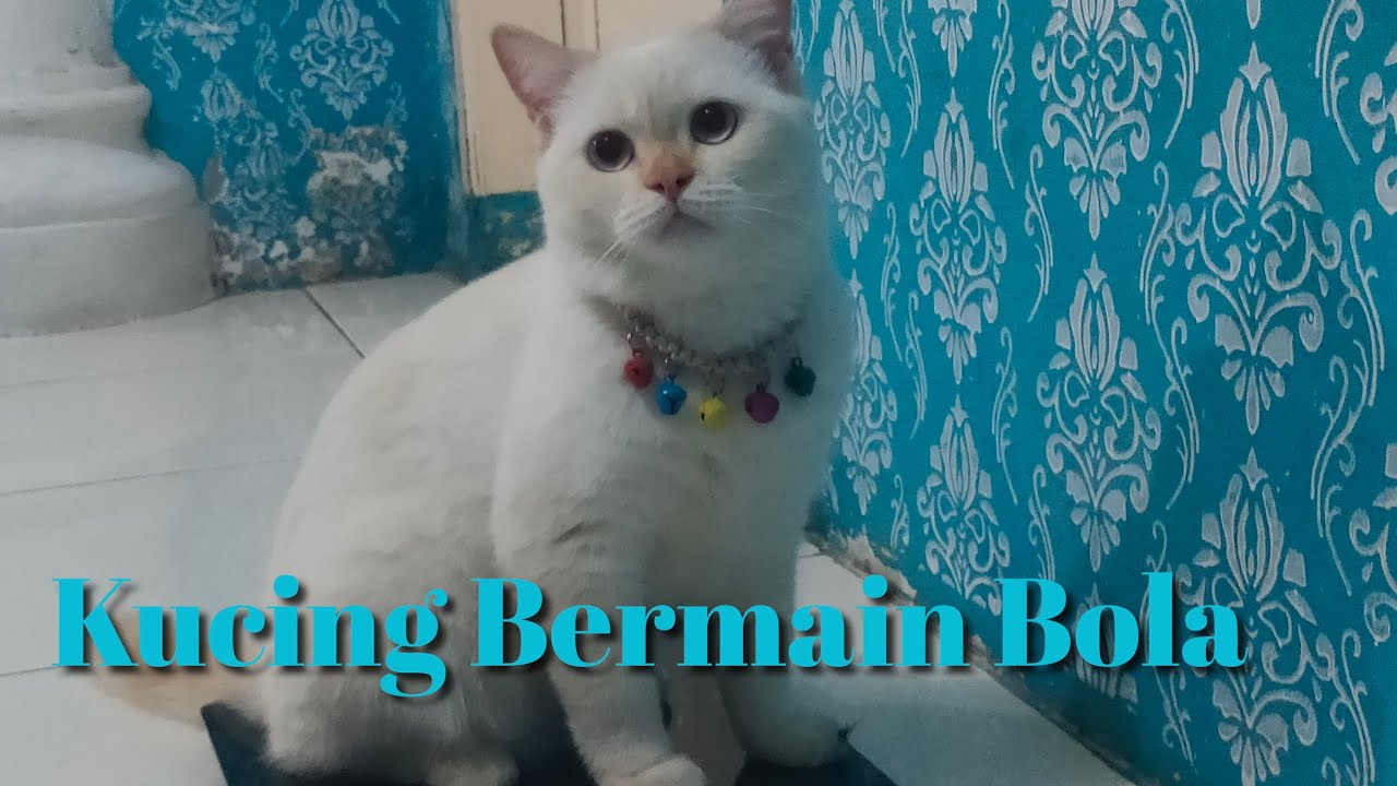 Detail Kucing Bermain Bola Nomer 26