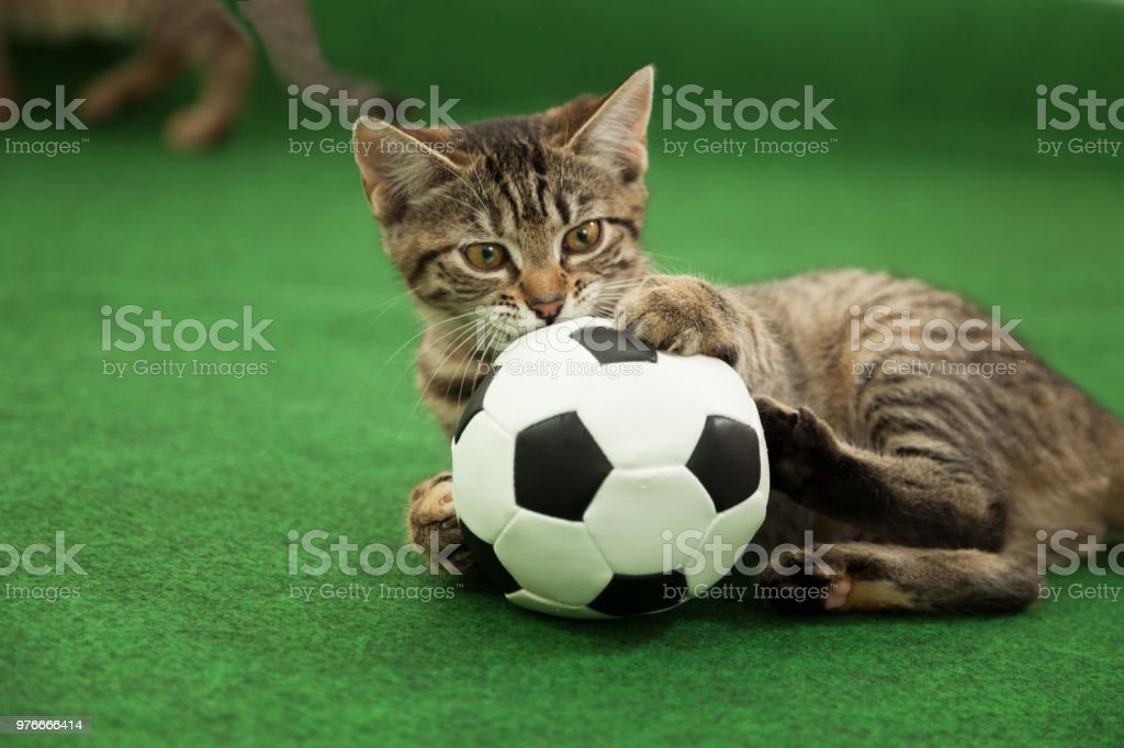 Detail Kucing Bermain Bola Nomer 4