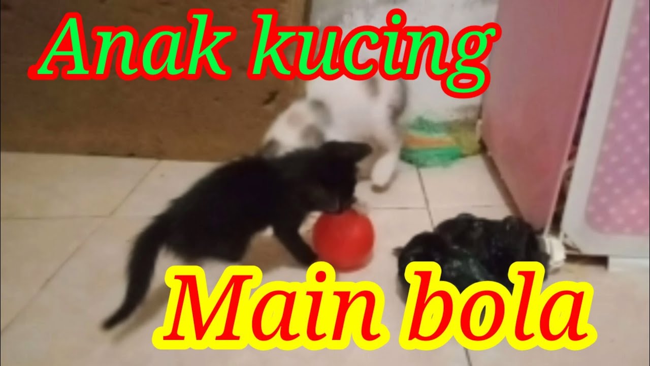 Detail Kucing Bermain Bola Nomer 41