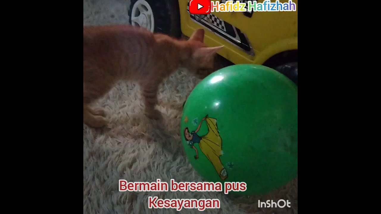 Detail Kucing Bermain Bola Nomer 43