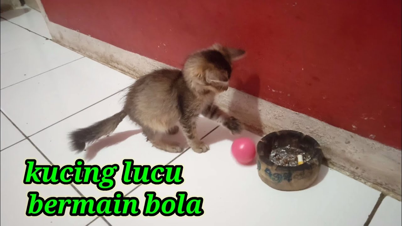 Detail Kucing Bermain Bola Nomer 48