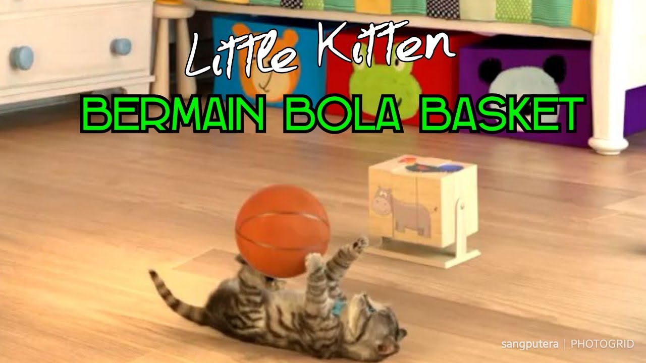 Detail Kucing Bermain Bola Nomer 49