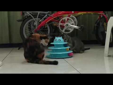 Detail Kucing Bermain Bola Nomer 50