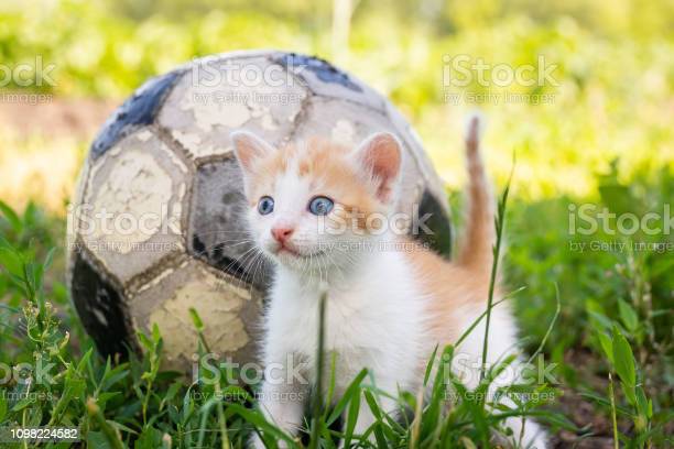 Detail Kucing Bermain Bola Nomer 51