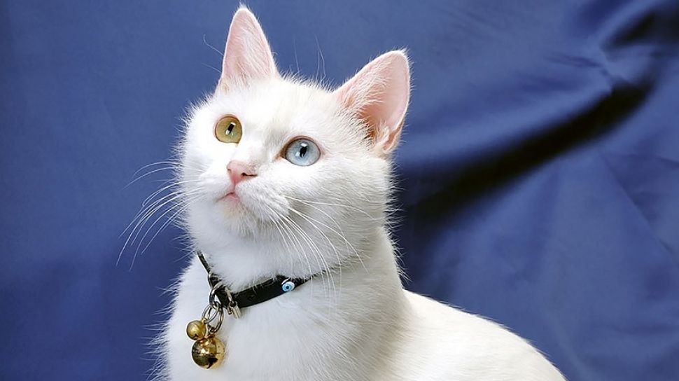 Detail Kucing Berwarna Putih Nomer 15
