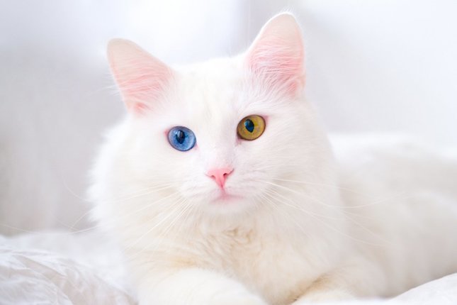 Detail Kucing Berwarna Putih Nomer 22