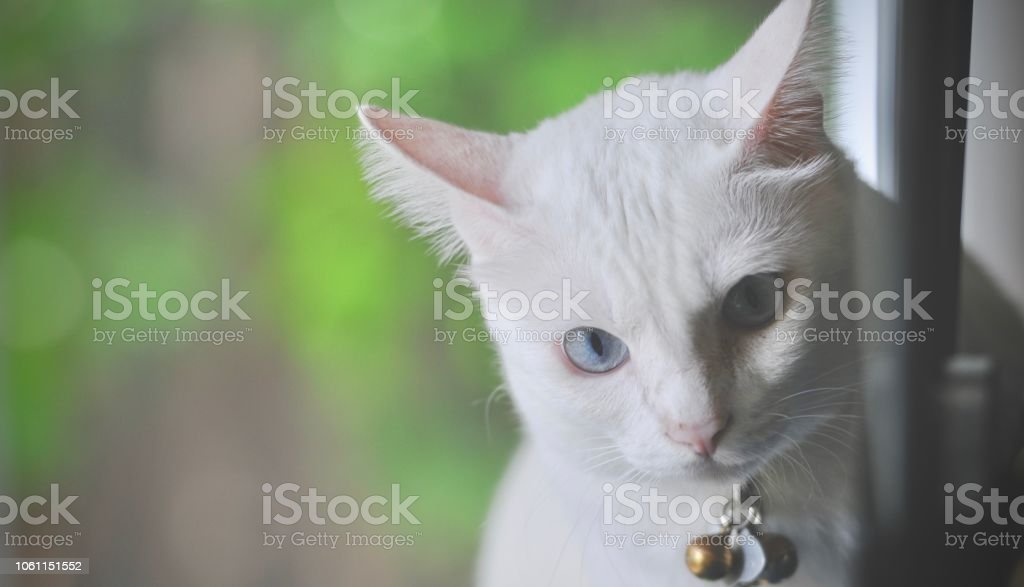 Detail Kucing Berwarna Putih Nomer 38