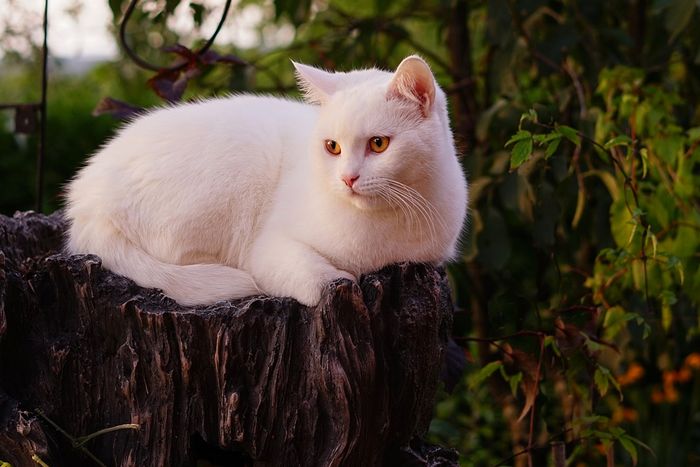 Detail Kucing Berwarna Putih Nomer 45
