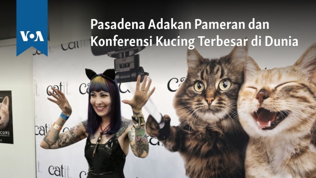 Detail Kucing Besar Di Dunia Nomer 31