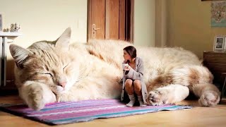 Detail Kucing Besar Di Dunia Nomer 42