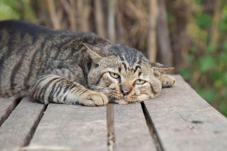 Detail Kucing Besar Di Dunia Nomer 43