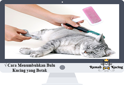 Detail Kucing Botak Di Kepala Nomer 30