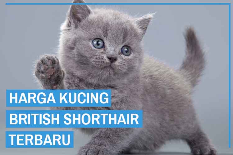 Detail Kucing British Abu Abu Nomer 10