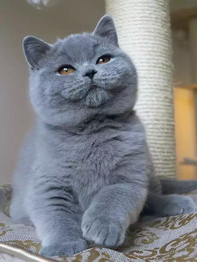 Detail Kucing British Shorthair Abu Abu Nomer 12