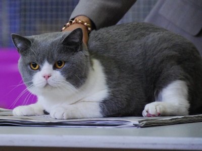 Detail Kucing British Shorthair Abu Abu Nomer 14