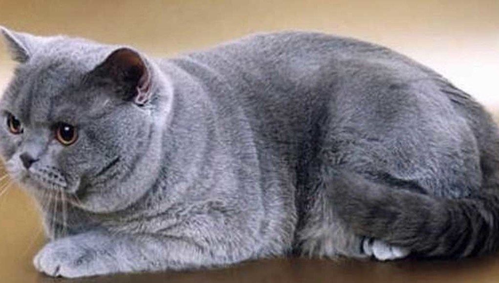 Detail Kucing British Shorthair Abu Abu Nomer 25