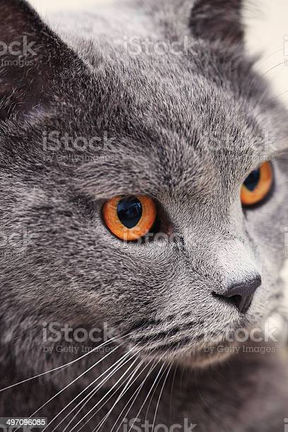 Detail Kucing British Shorthair Abu Abu Nomer 27