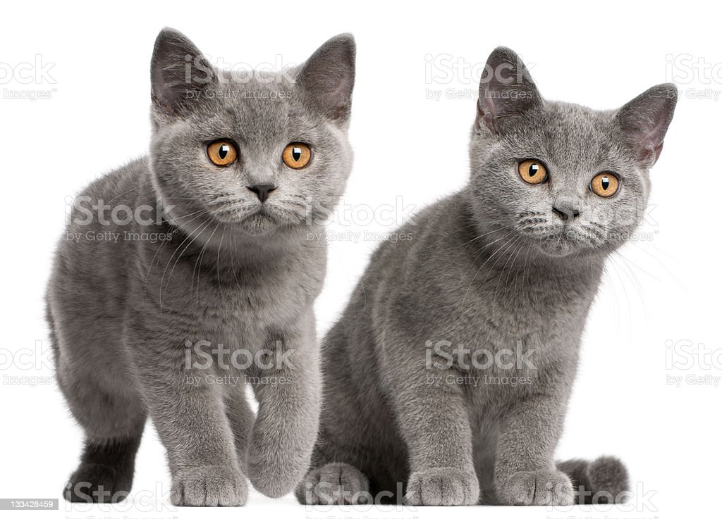 Detail Kucing British Shorthair Abu Abu Nomer 46