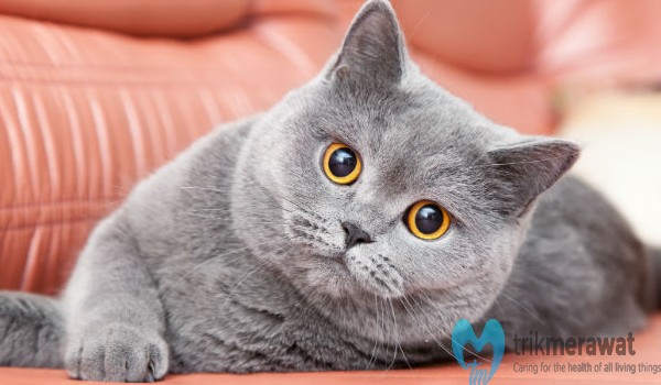 Detail Kucing British Shorthair Abu Abu Nomer 6