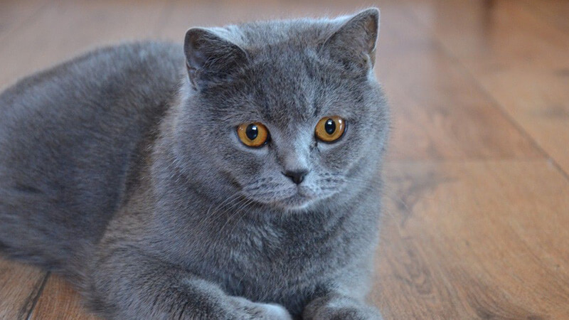 Detail Kucing British Shorthair Abu Abu Nomer 53